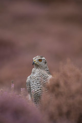  Northern goshawk, Accipiter gentilis