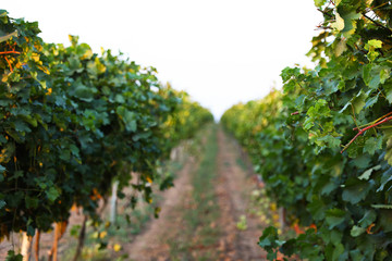 Fototapeta na wymiar Beautiful view of vineyard rows at sunset