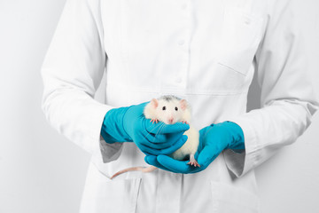 Scientist holding laboratory rat on white background, closeup