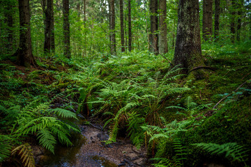 Forest landscape. A small stream in the coniferous forest. View of spruce trees, ferns and moss. Trunks and roots of fir trees. Beautiful northern nature. Nordic woodland. Hiking in the forest wilds.