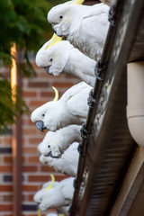 Sulphur-crested cockatoos seating in a row on a roof. Urban wildlife. Australian backyard visitors