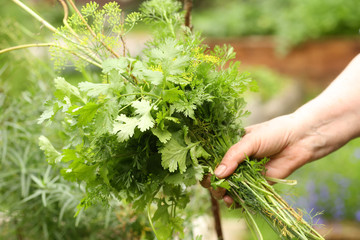 taft of green in human hand - dill, celery,parsley, on green garden background