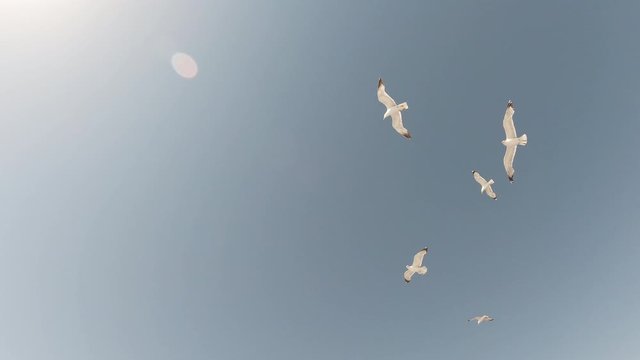 Seagulls flying in blue sky near the Greek island of Thassos.