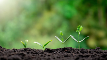 Small trees of different sizes grow on fertile soil and green backgrounds. The concept of environmental protection.
