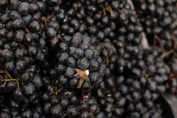 Close up, berries of dark bunch of grape with water drops in low light isolated on black background