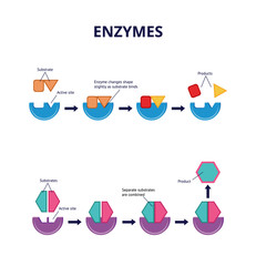 Enzyme substrates and active sites, chemical and biological processes. - obrazy, fototapety, plakaty