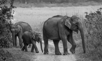 Big Asian Elephant Family at Jim Corbett National Park © Abhishek Mittal