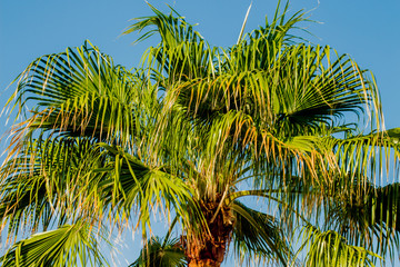 Palm trees at sunset light