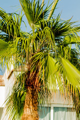 Palm trees at sunset light
