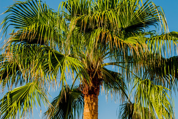 Palm trees at sunset light