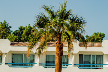Palm trees at sunset light