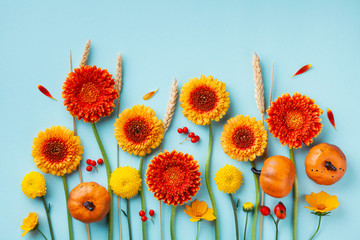 Creative autumn composition with orange and yellow gerbera flowers, decorative pumpkins, wheat ears on blue background top view. Thanksgiving day concept. Flat lay.