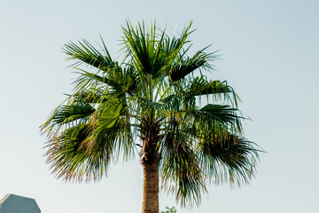 Palm trees at sunset light