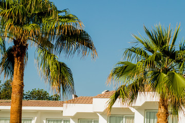 Palm trees at sunset light