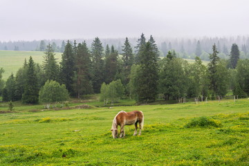 Fototapeta na wymiar Beautiful horse graze on grass on pasture in the middle of woods, Horska Kvilda, Sumava, Czech Republic, cloudy summer day