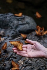 Beautiful in the forest