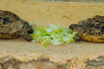 Trachemys scripta elegans - Red-Eared Sliders