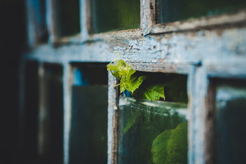 old wooden greenhouse. greenhouse in a country house
