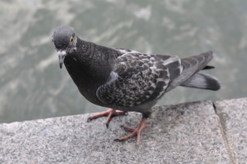 pigeons on the street