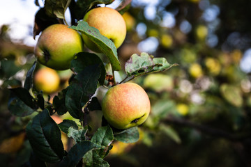 Obraz premium Apple tree with apples.