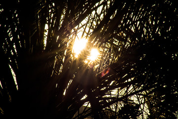 Palm trees at sunset light
