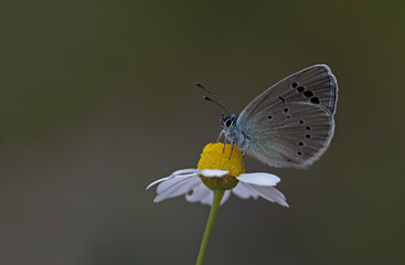 Bream butterfly ; Glaucopsyche alexis