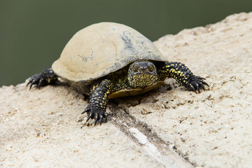 Swamp turtle creeping out on land from the water. Photo