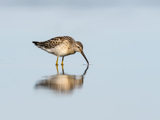 Stilt Sandpiper with Reflection Foraging on the Pond