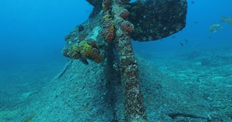 Mazatlan Shipwreck, reefs of Sea of Cortez, Pacific ocean. Isla Cerralvo, Baja California Sur, Mexico.