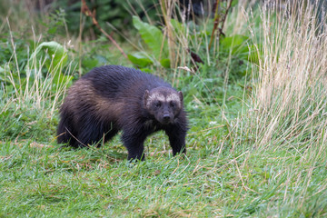Wolverine, Gulo gulo, close up portrait during a sunny bright autumn day.
