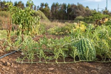 Growing watermelon in a vegetable garden