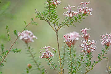 White Spider flower - Grevillea buxifolia