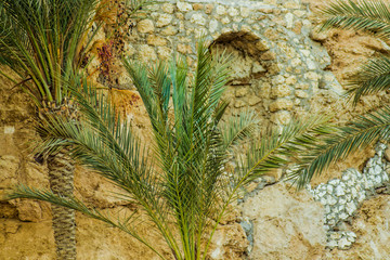 palm trees photographed against the rocks