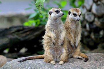 Fototapeta premium Watchful meerkats standing guard in the zoo.