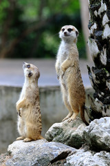 Watchful meerkats standing guard in the zoo.