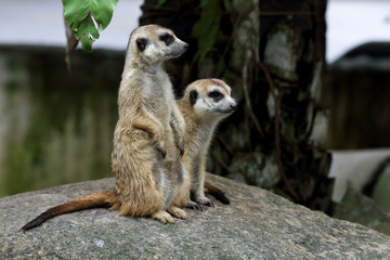 Watchful meerkats standing guard in the zoo.