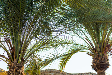Palm trees at sunset light