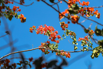 orange flowers on a sky background