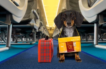 Papier Peint photo Lavable Chien fou chien comme animal de compagnie dans la cabine en avion
