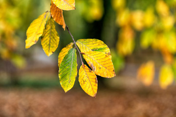 Obraz premium follage in autumn in Europe