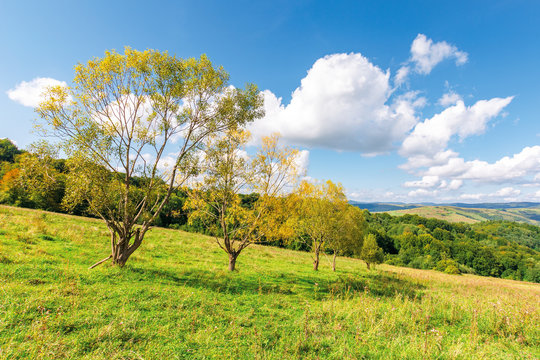 row of trees in yellow foliage on the meadow. beautiful rural landscape in mountains. fluffy clouds on the blue sky above the distant ridge. wonderful autumnal countryside scenery on a sunny day