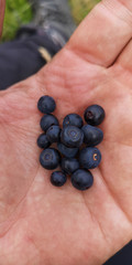 Blueberries found in the mountains, held in the palm