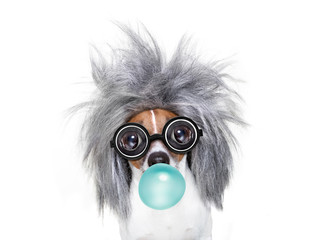 intelligent smart  dog with an idea, chewing bubble gum