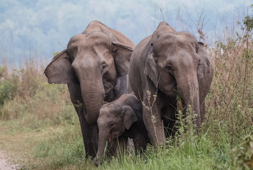 Big Asian Elephant Family at Jim Corbett National Park