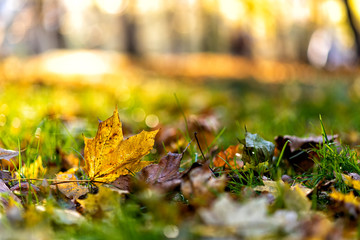 follage in autumn in Europe