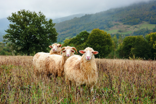ram and two sheep on the meadow. animals among weathered grass. oak trees in the distance. gloomy autumn weather. early hazy morning in mountainous countryside.