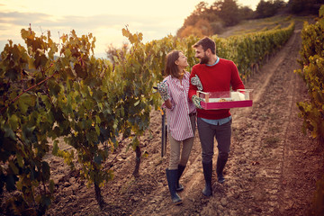 Happy man and woman gather harvest grapes.