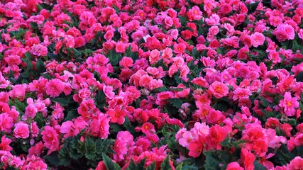 flowers in the garden