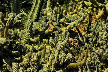 Saguaro cactus living on the Sonoran desert in Arizona, a hot and arid climate./Saguaro Cactus/ The largest cactus in the world, the saguaro surviving on less than nine inches of rain each year.