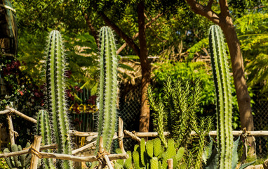 Saguaro cactus living on the Sonoran desert in Arizona, a hot and arid climate./Saguaro Cactus/ The largest cactus in the world, the saguaro surviving on less than nine inches of rain each year.